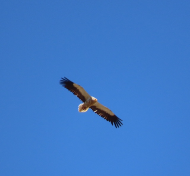 Egyptian Vulture